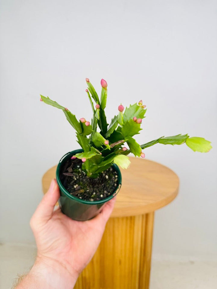 Schlumbergera Truncata - Zygocactus - Cyber Dancer | Uprooted