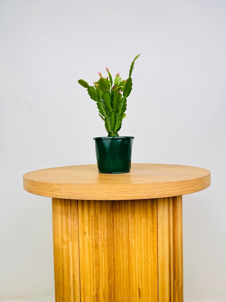 Schlumbergera Truncata - Zygocactus - Cyber Dancer | Uprooted