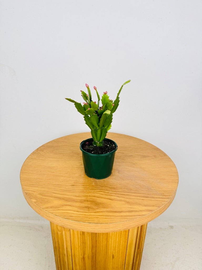 Schlumbergera Truncata - Zygocactus - Cyber Dancer | Uprooted