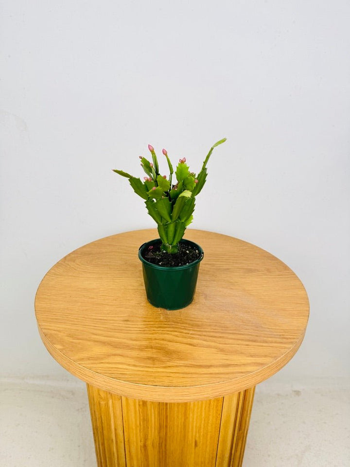 Schlumbergera Truncata - Zygocactus - Cyber Dancer | Uprooted