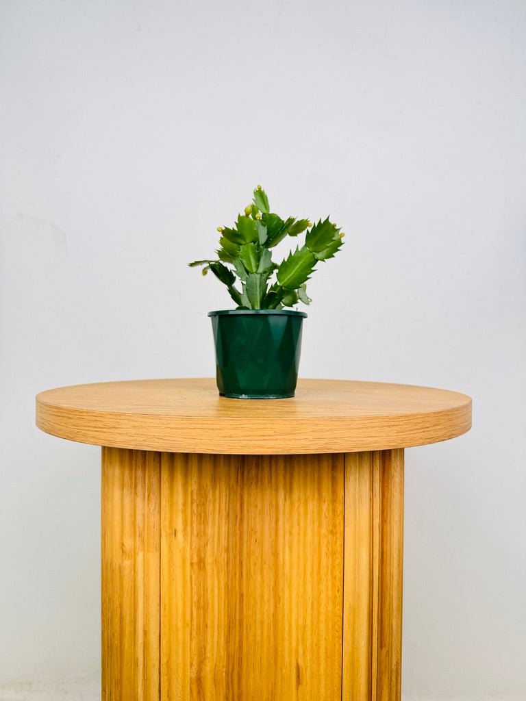 Schlumbergera Truncata - Zygocactus - Dutch Pink | Uprooted