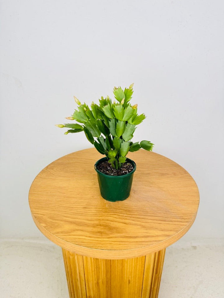 Schlumbergera Truncata - Zygocactus - Limelight Dancer | Uprooted