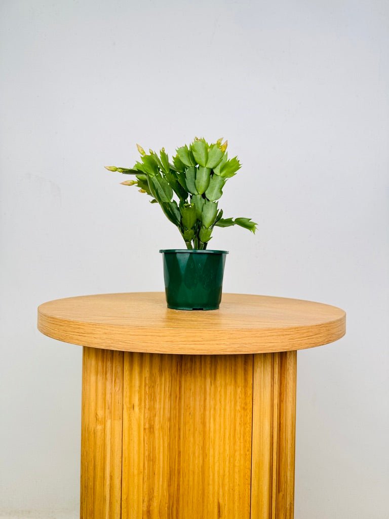 Schlumbergera Truncata - Zygocactus - Limelight Dancer | Uprooted
