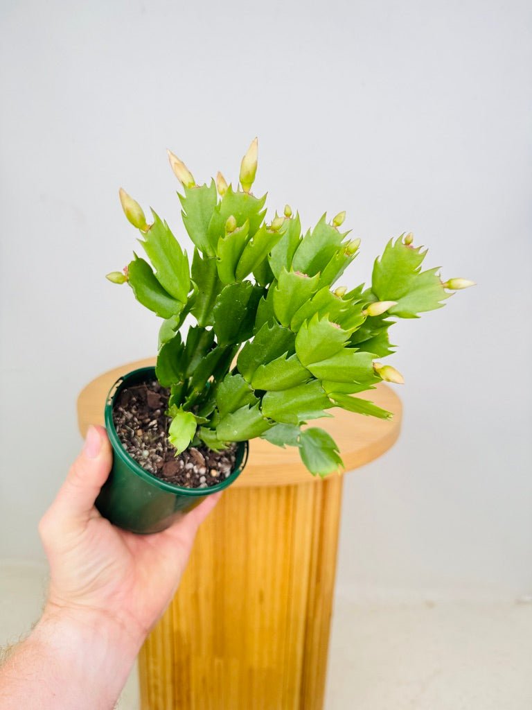 Schlumbergera Truncata - Zygocactus - Limelight Dancer | Uprooted
