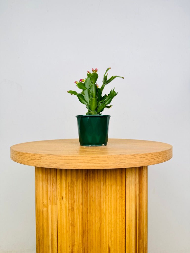 Schlumbergera Truncata - Zygocactus - Purple Dancer | Uprooted