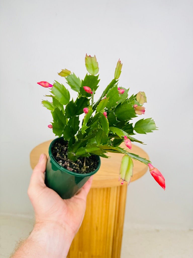 Schlumbergera Truncata - Zygocactus - Sunset Dancer | Uprooted
