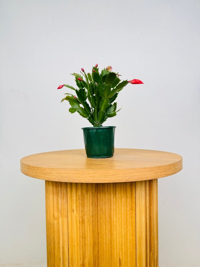 Schlumbergera Truncata - Zygocactus - Sunset Dancer | Uprooted