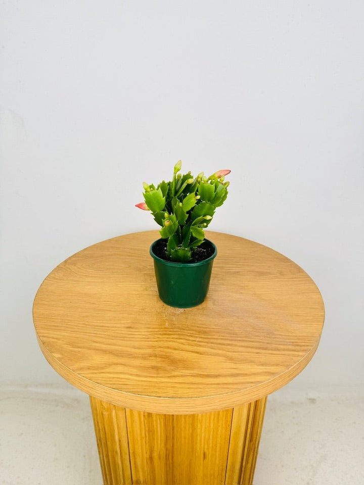 Schlumbergera Truncata - Zygocactus - Thor Freya | Uprooted