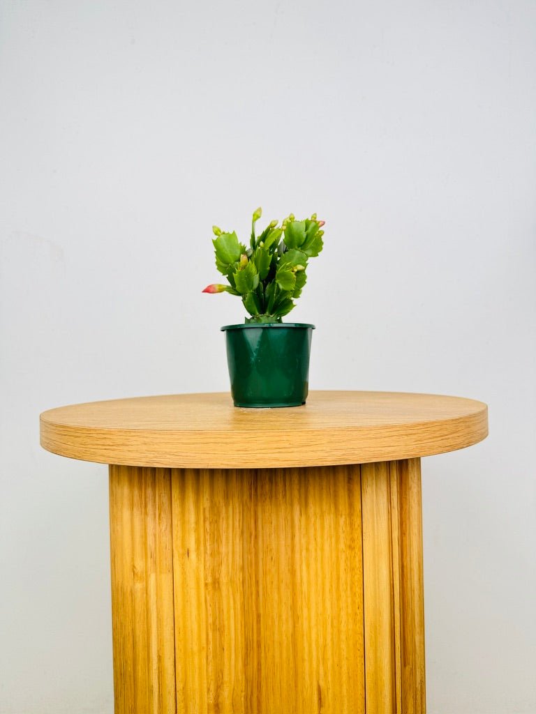 Schlumbergera Truncata - Zygocactus - Thor Freya | Uprooted