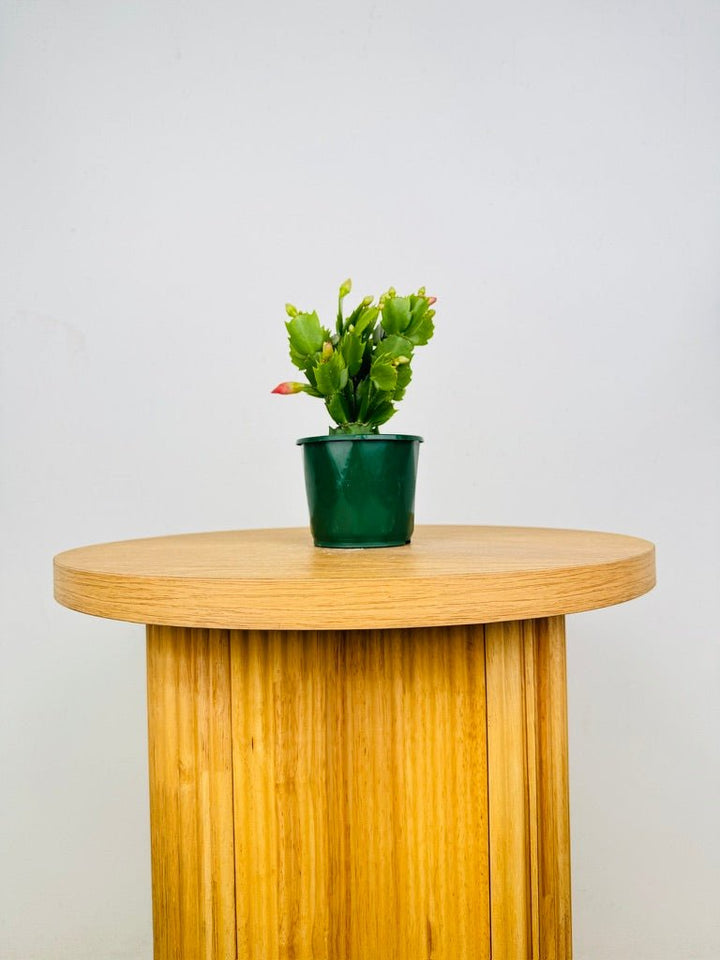 Schlumbergera Truncata - Zygocactus - Thor Freya | Uprooted