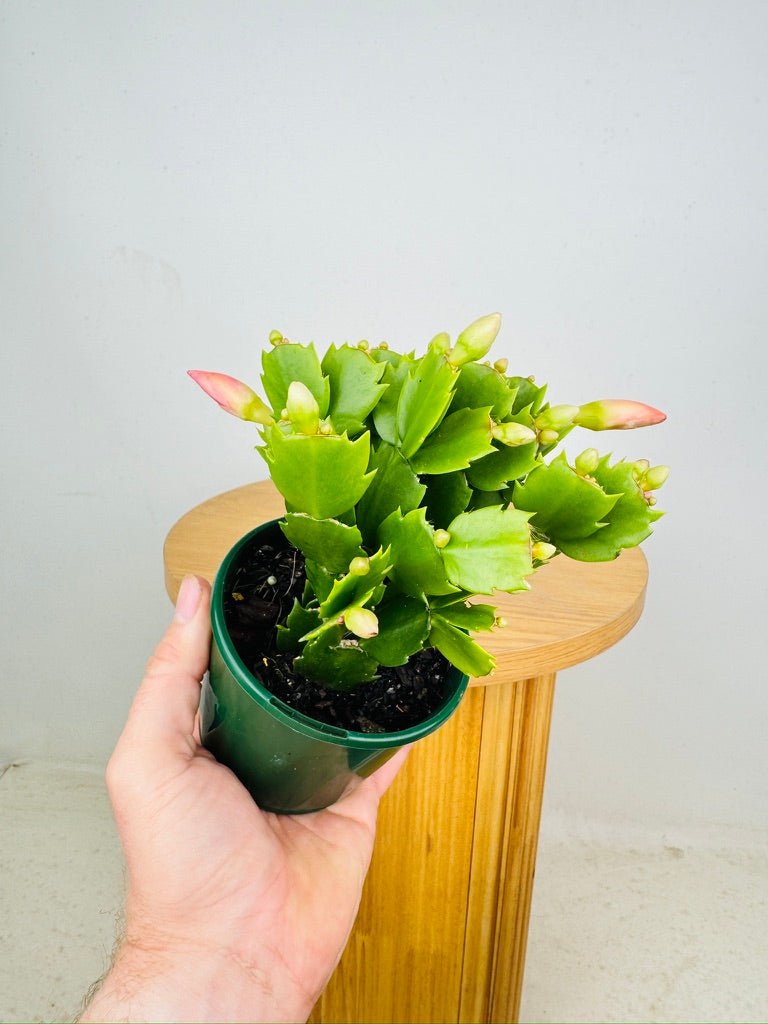 Schlumbergera Truncata - Zygocactus - Thor Freya | Uprooted
