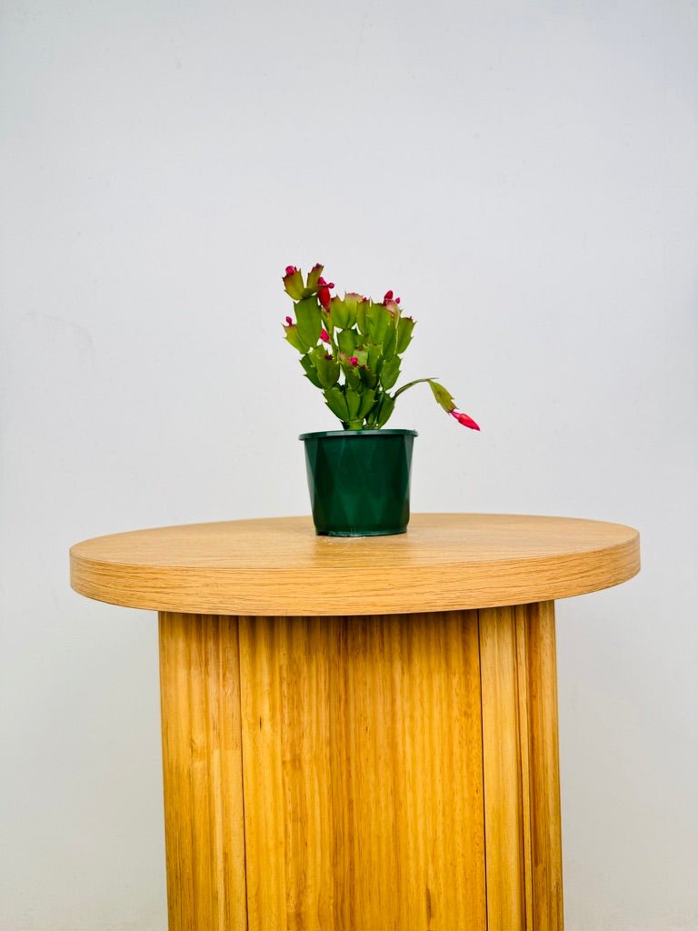 Schlumbergera Truncata - Zygocactus - Thor Olga | Uprooted