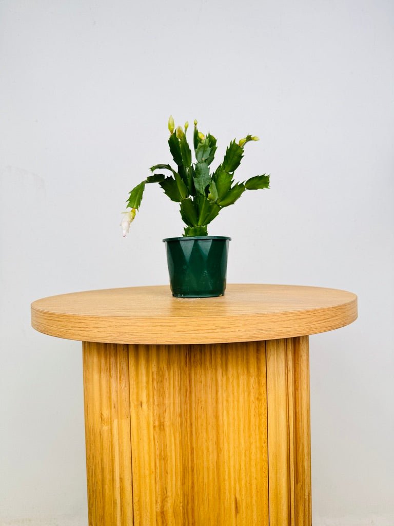 Schlumbergera Truncata - Zygocactus - Youp | Uprooted