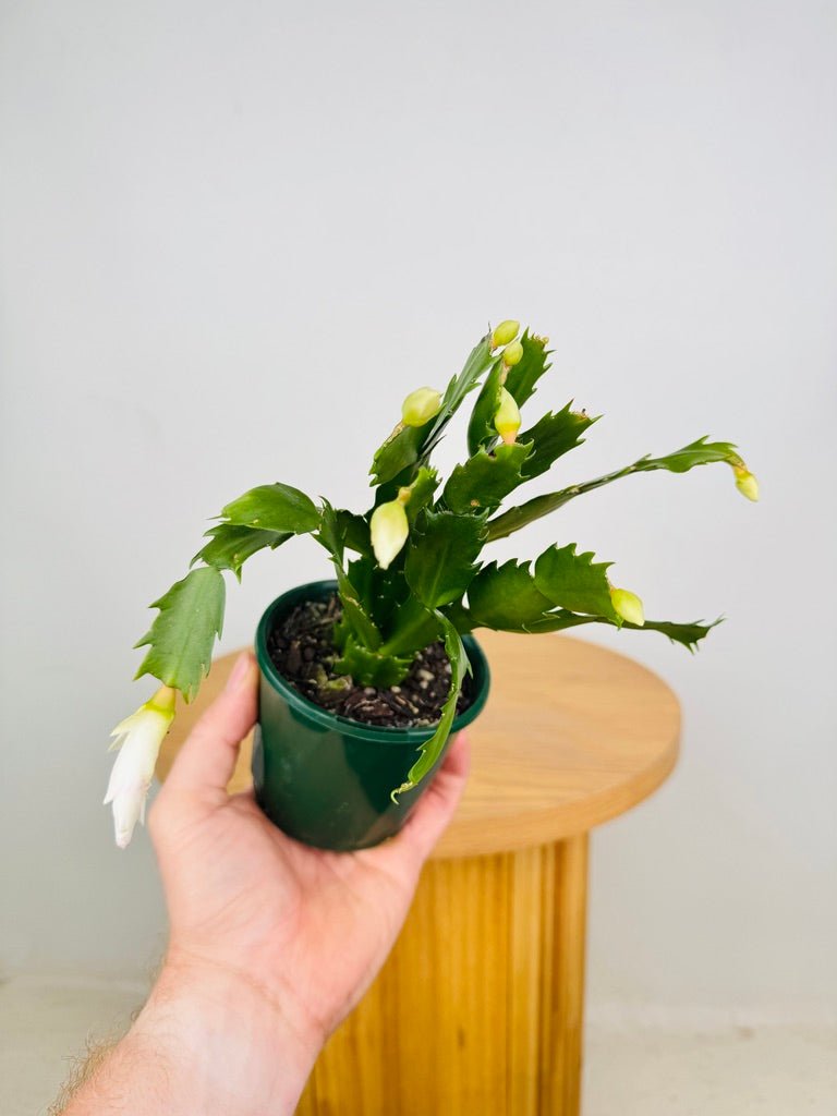 Schlumbergera Truncata - Zygocactus - Youp | Uprooted