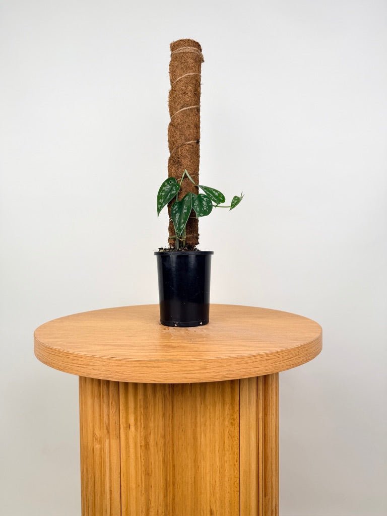 Scindapsus Pictus - Black Mamba | Uprooted