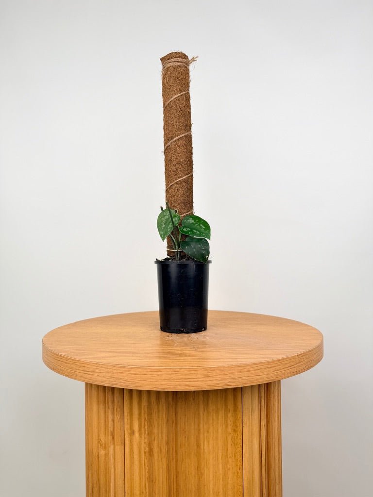 Scindapsus Pictus - Black Mamba | Uprooted