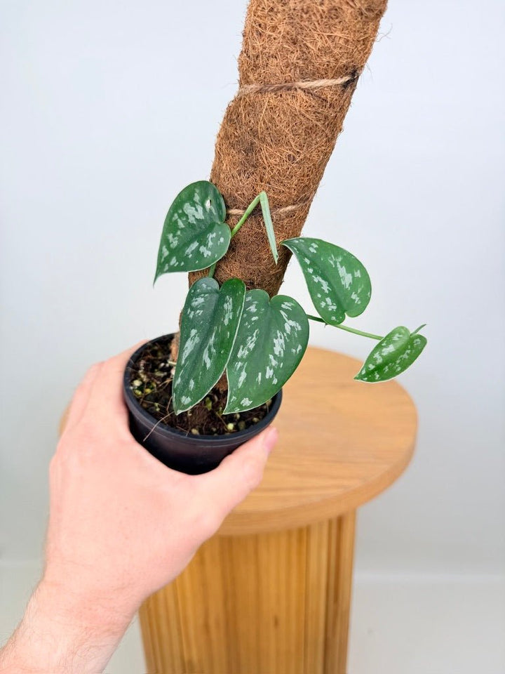 Scindapsus Pictus - Black Mamba | Uprooted
