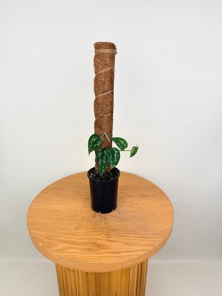 Scindapsus Pictus - Black Mamba | Uprooted