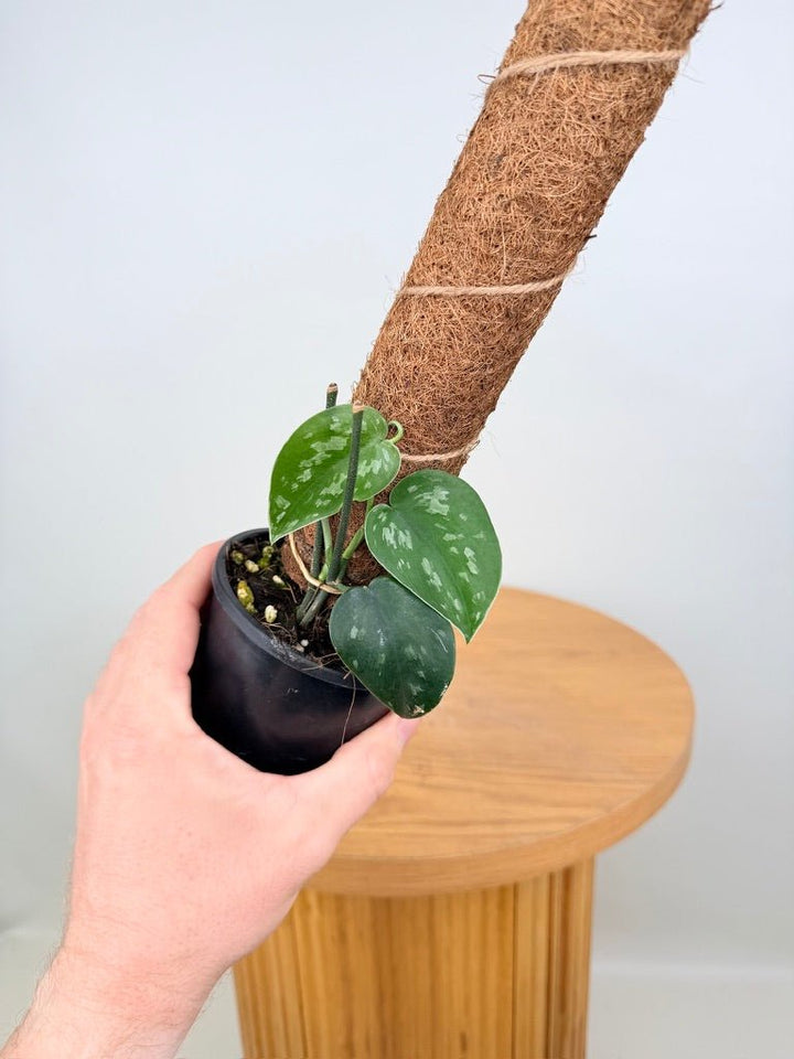 Scindapsus Pictus - Black Mamba | Uprooted