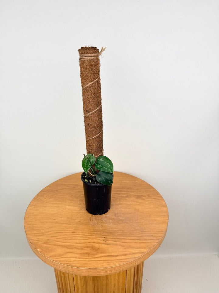Scindapsus Pictus - Black Mamba | Uprooted