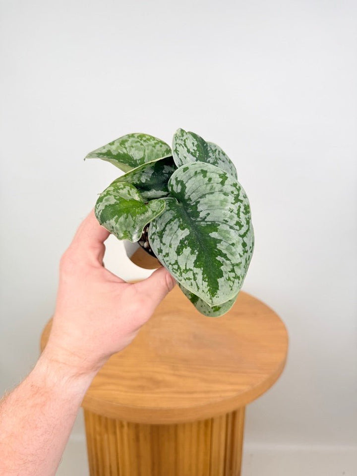 Scindapsus Pictus - Dappled Dude | Uprooted