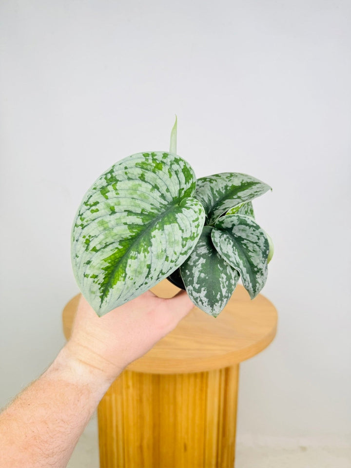 Scindapsus Pictus - Dappled Dude | Uprooted