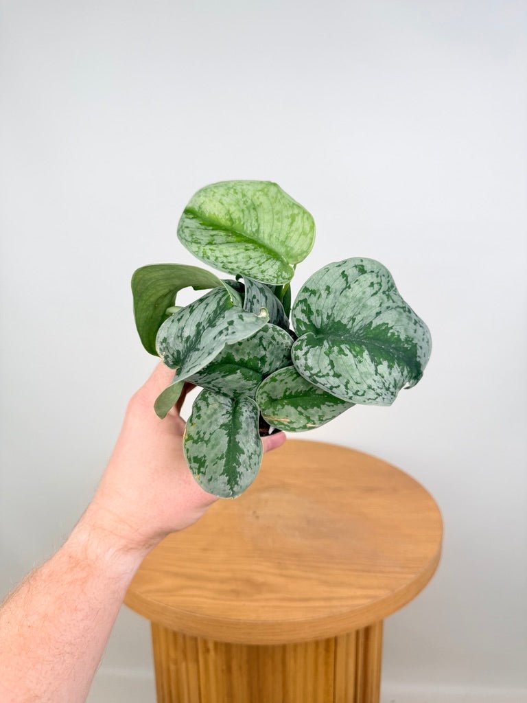 Scindapsus Pictus - Dappled Dude | Uprooted