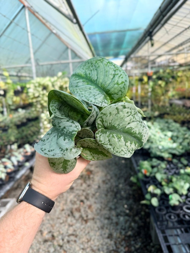 Scindapsus Pictus - Dappled Dude | Uprooted