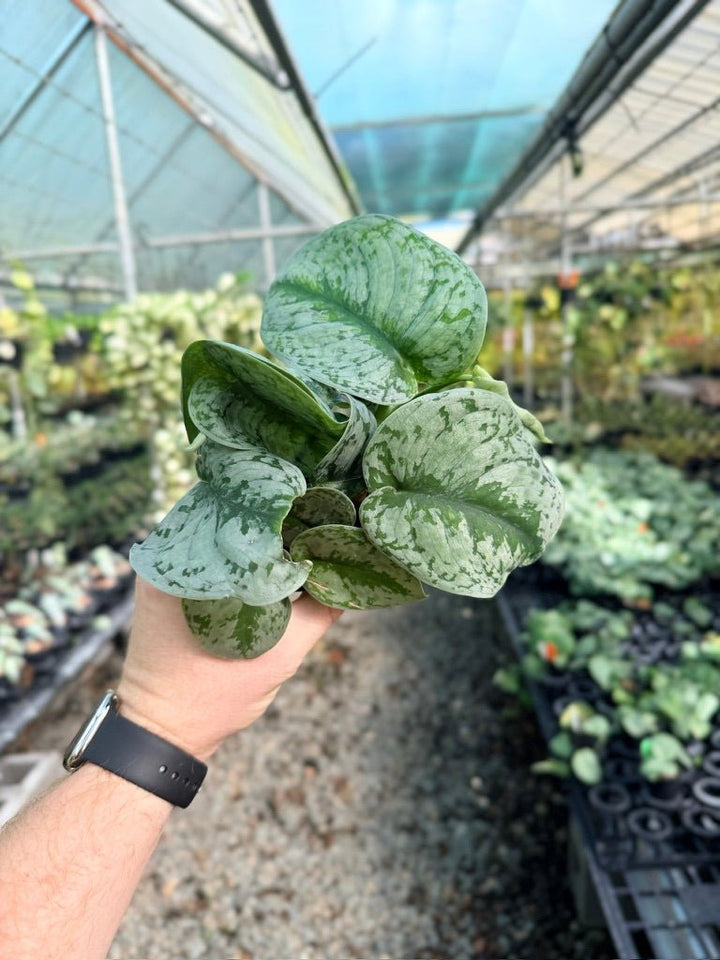 Scindapsus Pictus - Dappled Dude | Uprooted