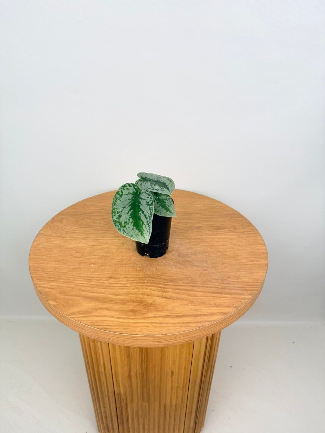 Scindapsus Pictus - Exotica | Uprooted