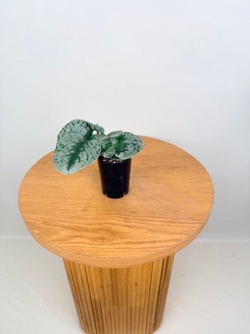 Scindapsus Pictus - Exotica | Uprooted