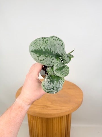 Scindapsus Pictus - Exotica | Uprooted