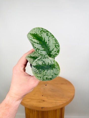 Scindapsus Pictus - Exotica | Uprooted