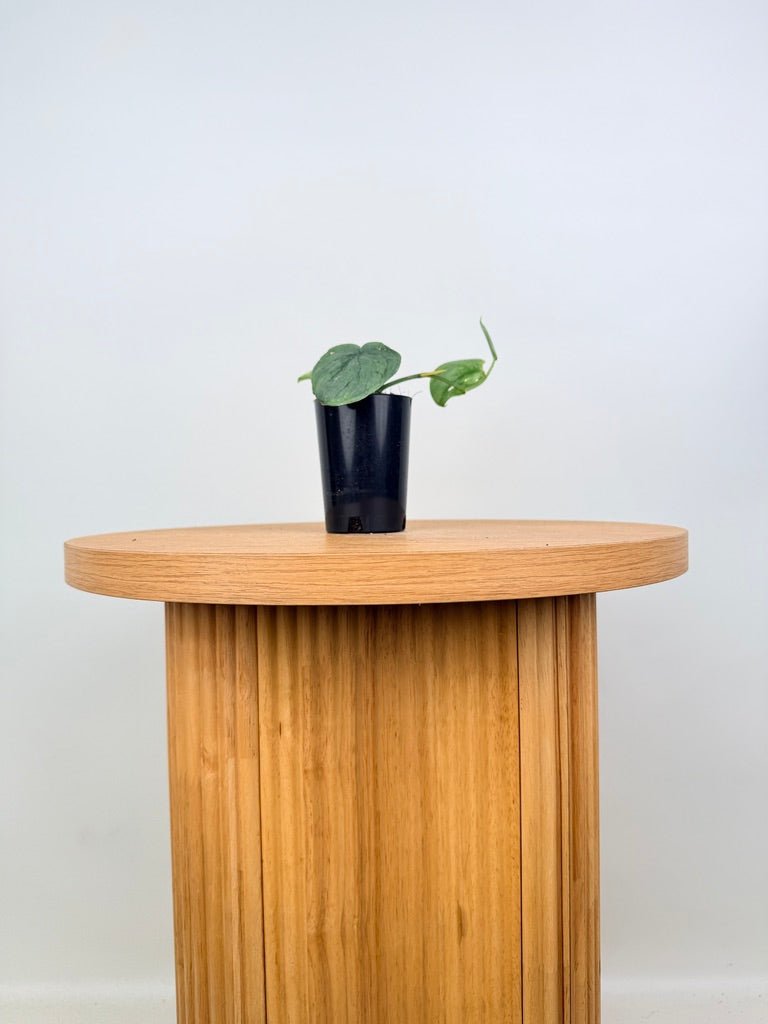 Scindapsus Pictus - Platinum / Silver Hero | Uprooted