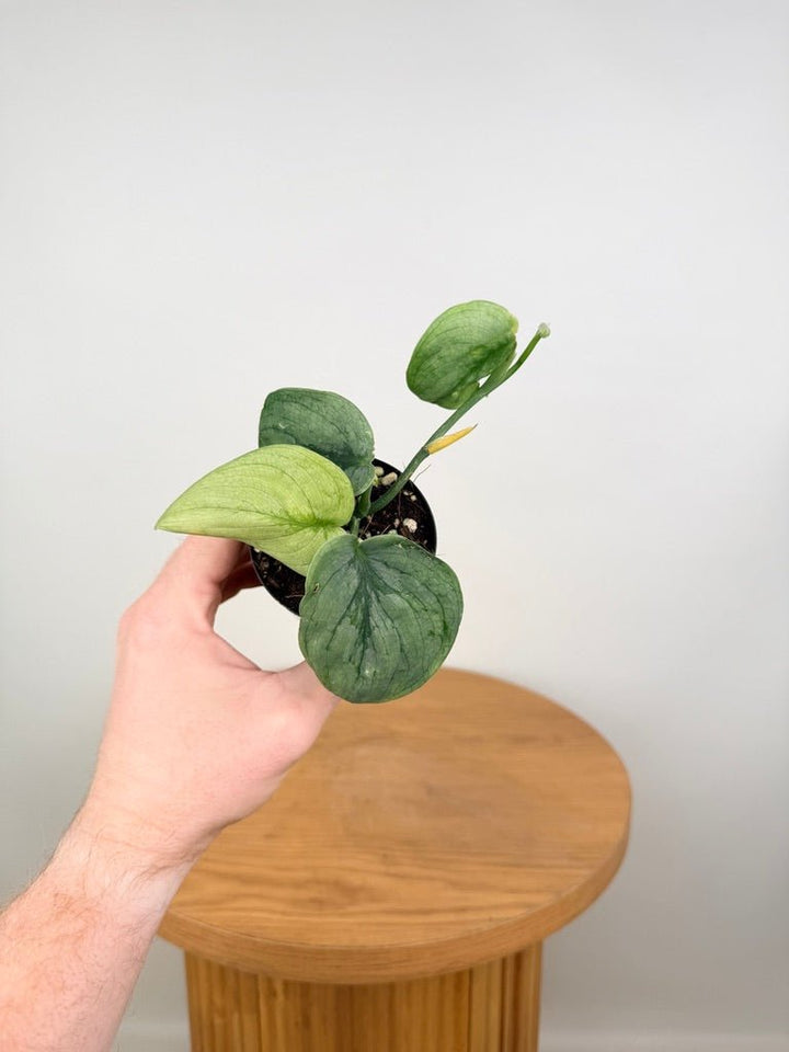 Scindapsus Pictus - Platinum / Silver Hero | Uprooted