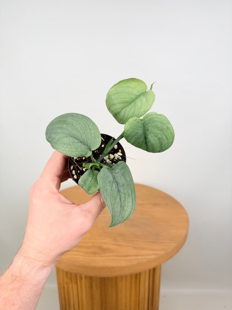 Scindapsus Pictus - Platinum / Silver Hero | Uprooted