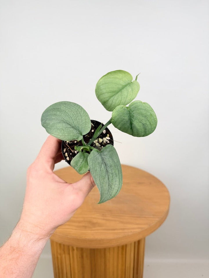 Scindapsus Pictus - Platinum / Silver Hero | Uprooted