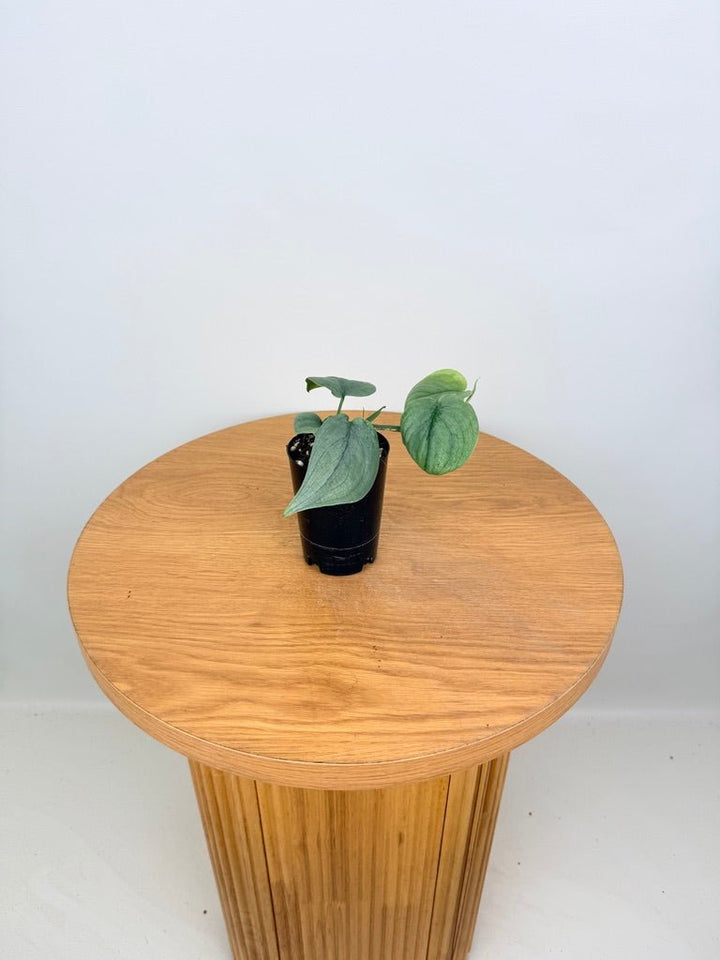 Scindapsus Pictus - Platinum / Silver Hero | Uprooted