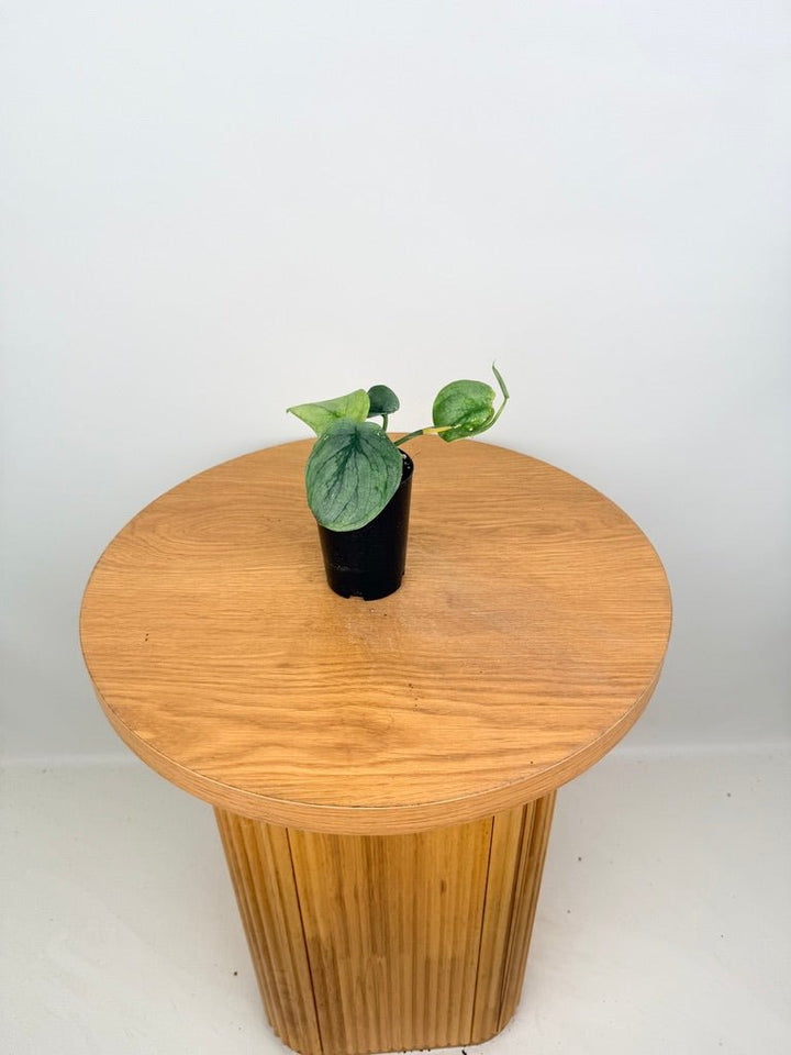 Scindapsus Pictus - Platinum / Silver Hero | Uprooted