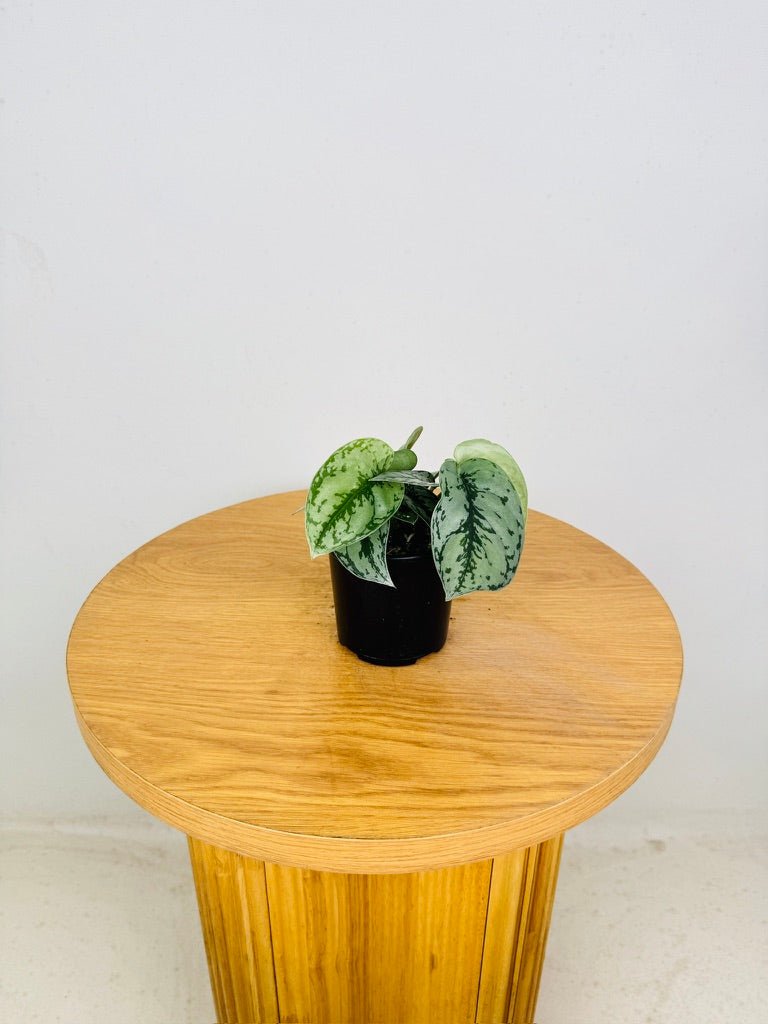 Scindapsus Pictus Silver Lady | Uprooted