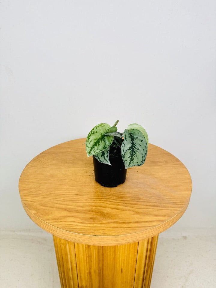 Scindapsus Pictus Silver Lady | Uprooted