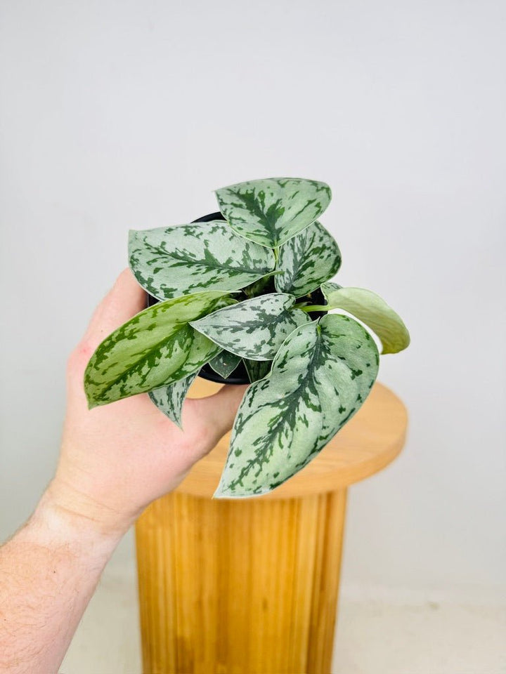 Scindapsus Pictus Silver Lady | Uprooted