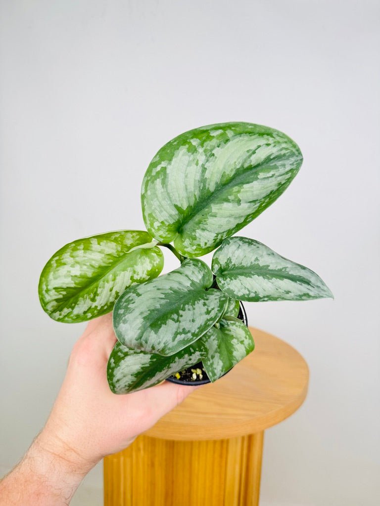 Scindapsus Pictus - Silver Princess | Uprooted