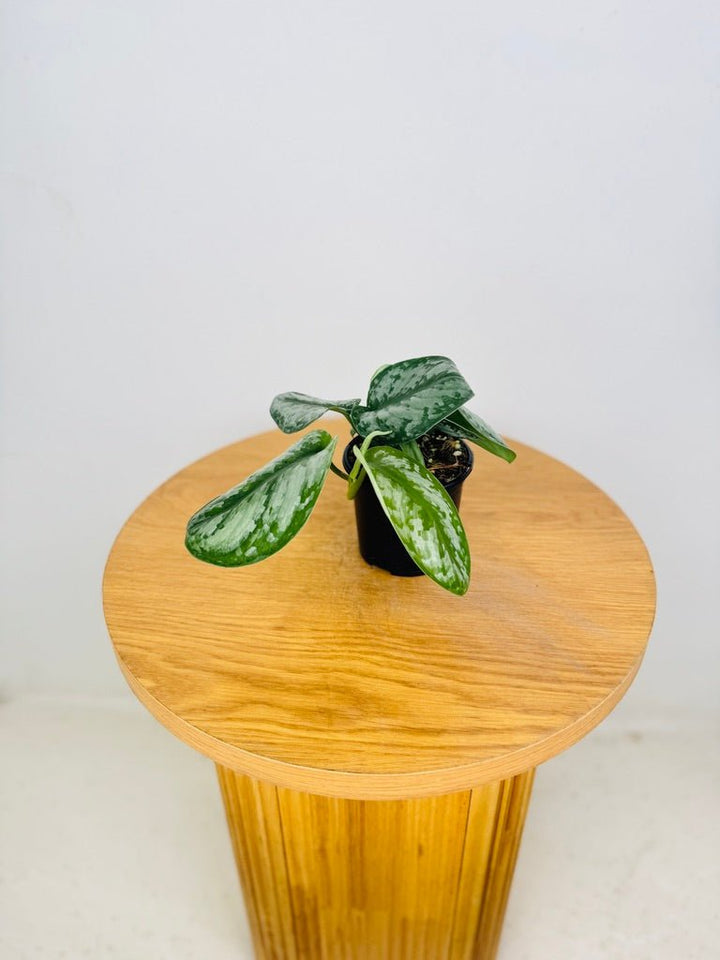 Scindapsus Pictus - Silver Princess | Uprooted