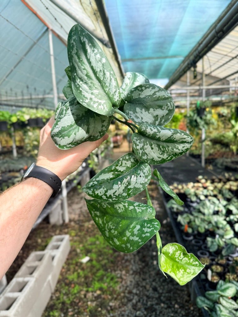 Scindapsus Pictus - Silver Princess | Uprooted