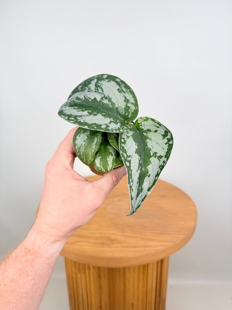 Scindapsus Pictus - Silver Princess | Uprooted