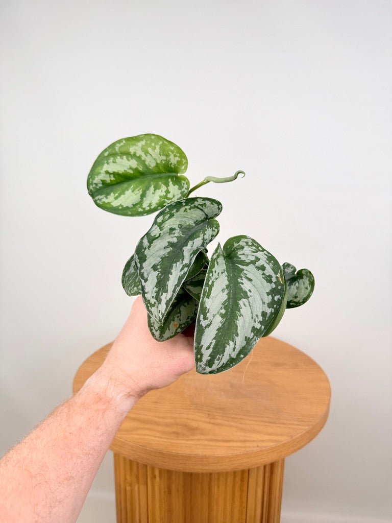 Scindapsus Pictus - Silver Princess | Uprooted