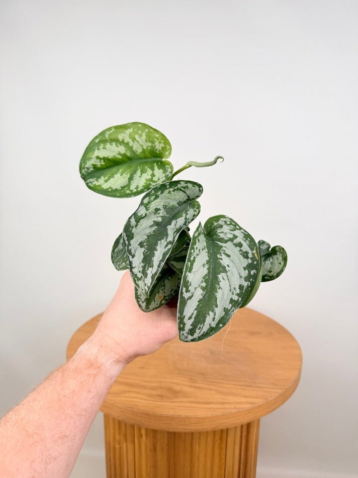 Scindapsus Pictus - Silver Princess | Uprooted