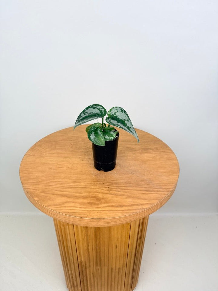 Scindapsus Pictus - Silver Princess | Uprooted