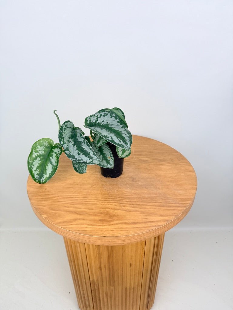 Scindapsus Pictus - Silver Princess | Uprooted